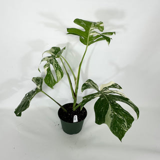 Monstera deliciosa var. borsigiana albo-variegata [#1305]