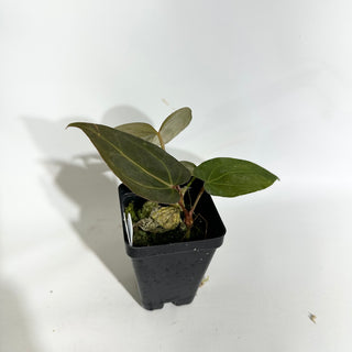 Anthurium 'Doc Block Lineage' x NSE Portillae [#1986]
