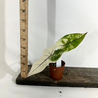 Alocasia plumbae variegata (Black Stem) [#1941]