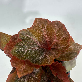 Begonia 'Robin' [#2050]