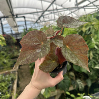 Begonia 'Suncana'