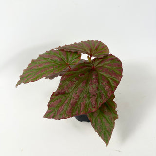 Begonia "Crazy Pink" [#1910]