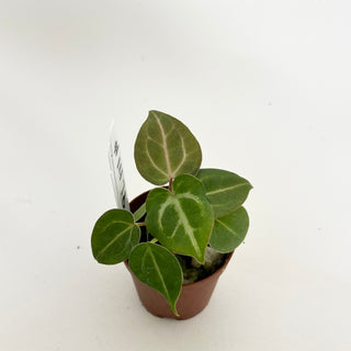 Anthurium 'Doc Block F3' - 2 Seedlings [#1478]