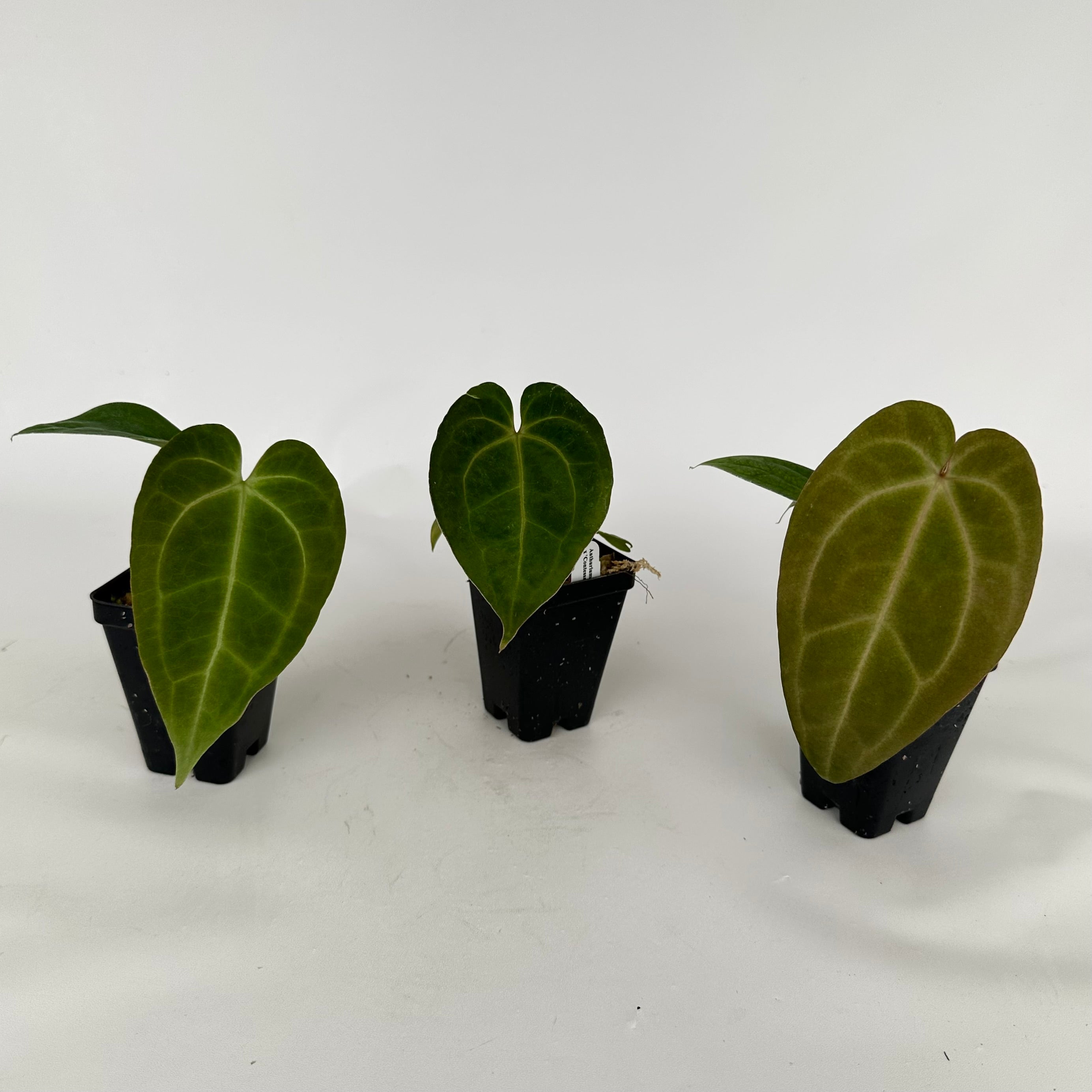anthurium fossacesia Anthurium magnificum lineage x 'Contessa'