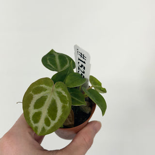 Anthurium 'Brielle'/'Michelle' x self - 3 Seedlings [#1525]