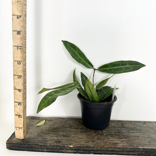 Hoya hypolasia [#2370]