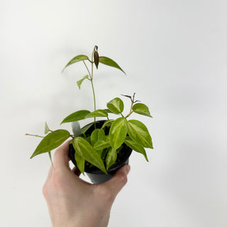 Hoya dennisii 'Frida' [#1779]