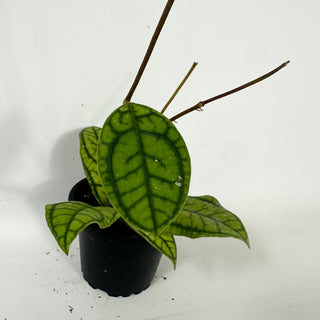 Hoya callistophylla 'Vena' [#1726]