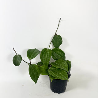 Hoya latifolia (Sarawak Cream) [#1952]