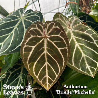 Anthurium 'Brielle'/'Michelle' x self - 2 Seedlings [#1480]