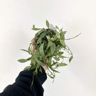 Hoya lacunosa 'Leopard Skin' [#2228]