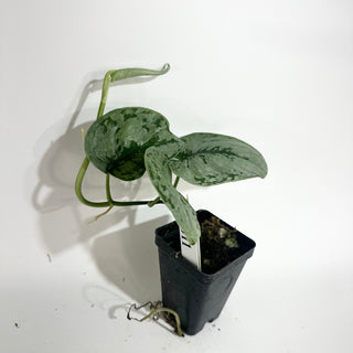 Scindapsus sp. Lahat [#2011]