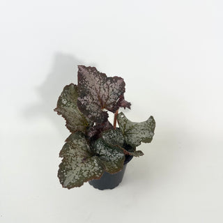Begonia 'Island Magic' [#2126]
