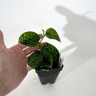 Scindapsus pictus "Green Form" (Hassk) [#2048]
