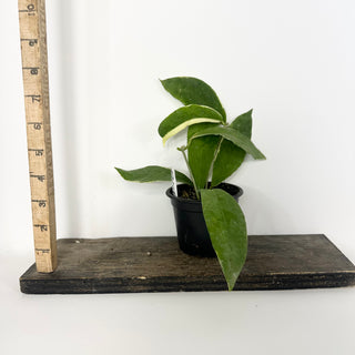 Hoya pimenteliana (outer variegated) [#2261]