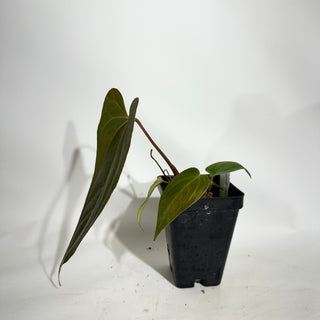 Anthurium 'Not The Mama' x unknown [#1903]