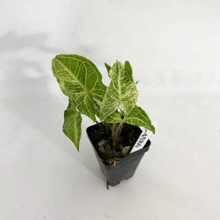 Z-4586 - Syngonium podophyllum 'Batik' variegata