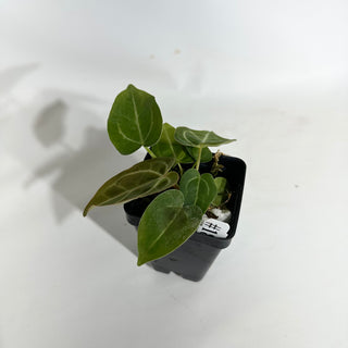 Anthurium magnificum/‘Silver Blush' x 'Arnold Schwarzenegger' [#1894]