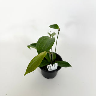 Hoya persiciana [#2210]