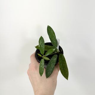 Hoya sungwookii [#1740]