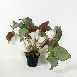 Begonia 'Madhatter' [#2090]