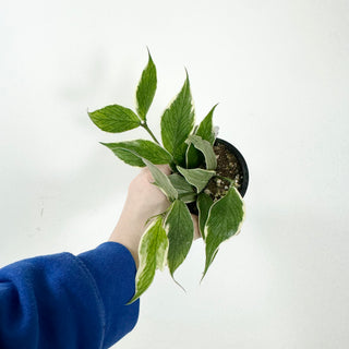 Hoya polyneura (outer variegated) [#1617]