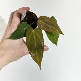 Anthurium 'Ace of Spades'/papillilaminum x self - 2 Seedlings [#1977]