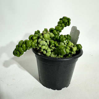 Dischidia nummularia "Dragon Jade" [#1909]