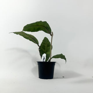 Hoya sp. Nong Nooch [#1961]