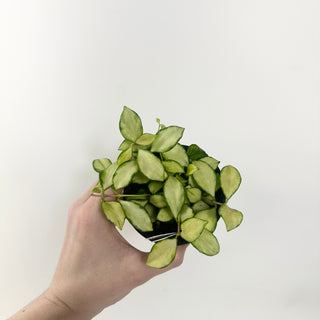 Hoya heuschkeliana variegata [#1973]
