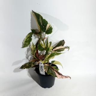 Z-5021 - Begonia 'Ginny Galaxy'