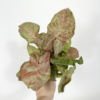 Syngonium podophyllum 'Pink Anya' [#2170]