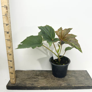 Begonia leathermaniae [#2125]