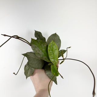 Hoya mitrata (silver) [#1729]