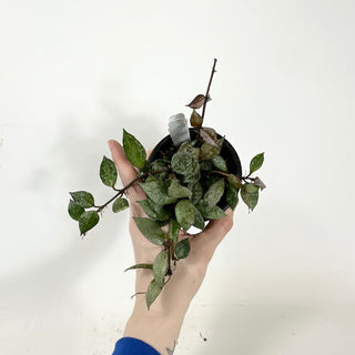 Hoya lacunosa Black Aurora [#1618]