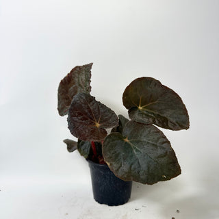 Begonia 'Steve's Leaves Bloodmoon' [#2018]