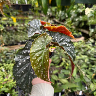 Begonia 'Harmony's Nemesis'