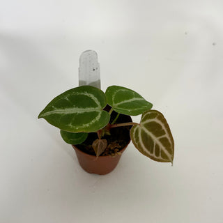 Anthurium 'Tezula Dreamweaver'/dorayaki x 'Prince of Darkness' - 2 Seedlings [#1339]