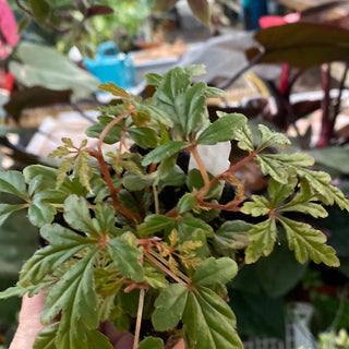 Begonia polilloensis