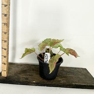 Begonia 'Madhatter' [#2376]