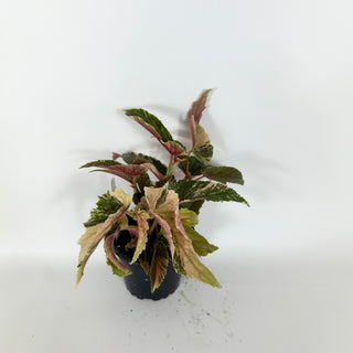 Begonia 'Ginny Galaxy' [#2174]