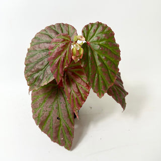 Begonia "Crazy Pink" [#2012]
