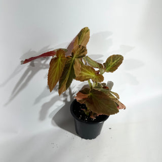 Begonia ‘Withlacoochee’ (Variegated) [#1877]