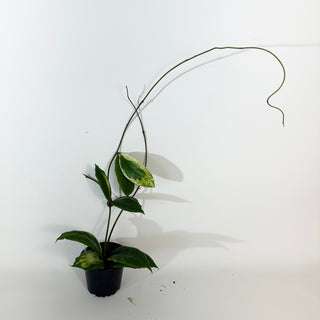 Hoya incrassata "Moon Shadow" [#2181]