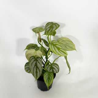 Z-4317 - Philodendron aff. brandtianum