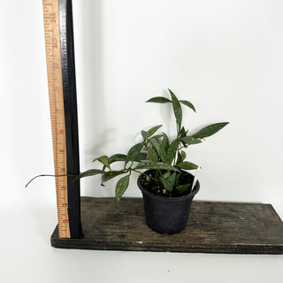 Hoya parviflora (splash) [#2168]