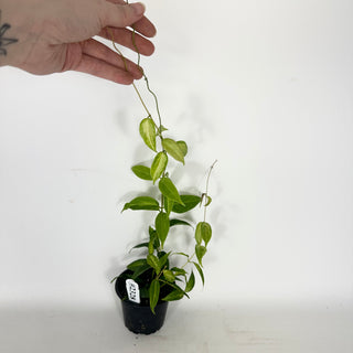 Hoya dennisii 'Frida' [#2328]