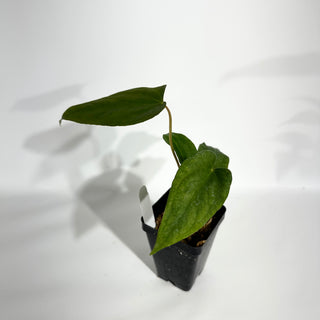 Anthurium 'Prince of Darkness' x indo portillae [#1785]