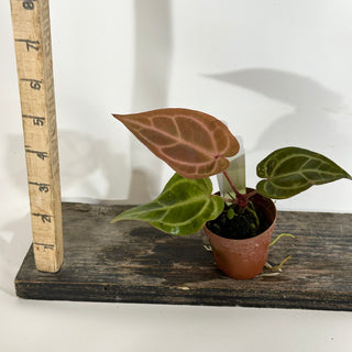 Anthurium 'Tezula Dreamweaver'/dorayaki x 'Arnold Schwarzenegger' - Seedling [#1899]