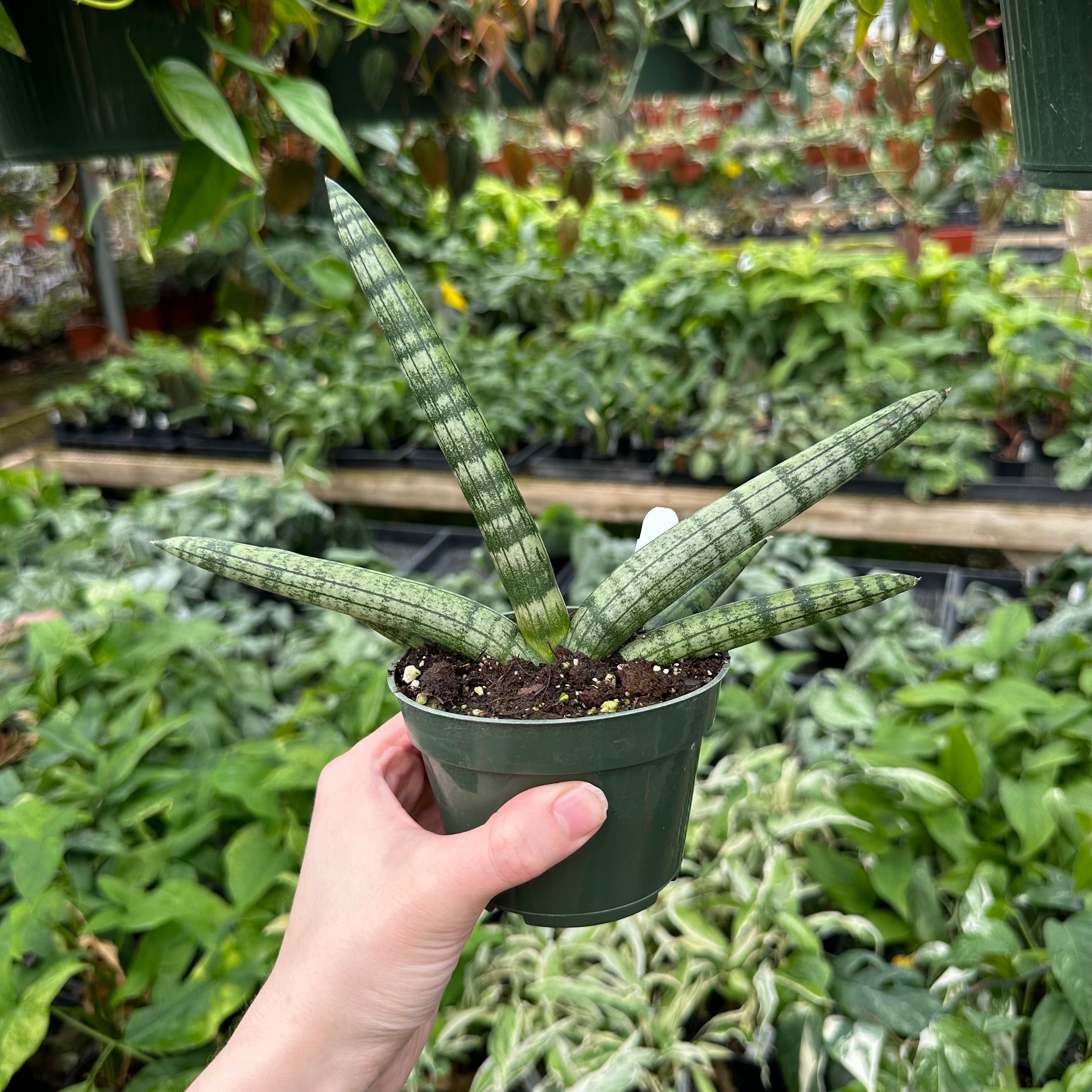 boncellensis sansevieria Sansevieria boncellensis 'Starfish'